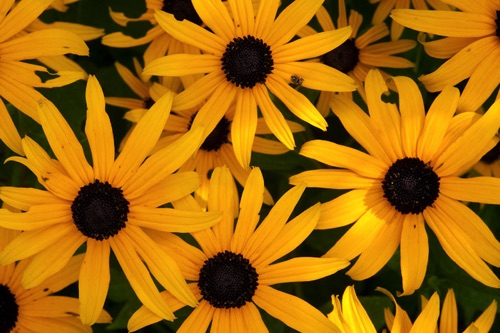 Black-eyed Susans, Frelinghuysen Arboretum, Morris County, NJ (SA).jpg